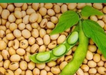 أسعار فول الصويا انخفاض قوي اليوم الأربعاء 1 مارس 2023
