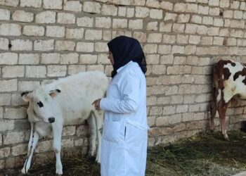 استمرار فعاليات حملة تحصين الماشية داخل 80 وحدة بيطرية ببني سويف