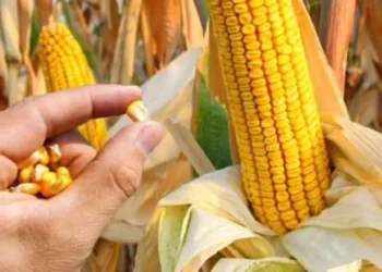 تخفيضات تصل لـ50%.. الزراعة تعلن رسميا عن أسعار تقاوي الذرة والصويا غدا