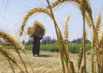 خبير اقتصادي يصف قرار انسحاب مصر من اتفاقية الحبوب بـ«صفعة قوية» للدول المصدرة