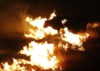حريق هائل يلتهم 6 مواشي في حظيرتين بالمنوفية