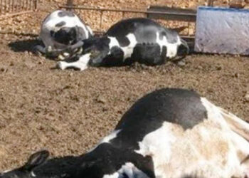 إثيوبيا.. نفوق 3 ملايين من الماشية بسبب الجفاف