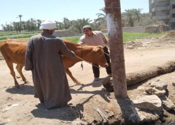 تحصين 176 ألف رأس ماشية ضد الحمى القلاعية والوادي المتصدع في القليوبية