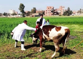 تحصين نحو 67 ألف من رؤوس الماشية ببني سويف