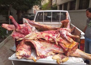 بيطري الجيزة: مصادرة 1230 كيلو لحوم مذبوحة خارج المجازر