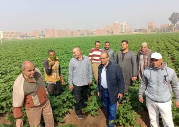 لجنة الزراعة تتابع القمح والزراعة التعاقدية في المنوفية