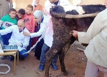 «بيطري الشرقية»: تحصين 126 ألف رأس ماشية ضد الحمى القلاعية والوادي المتصدع