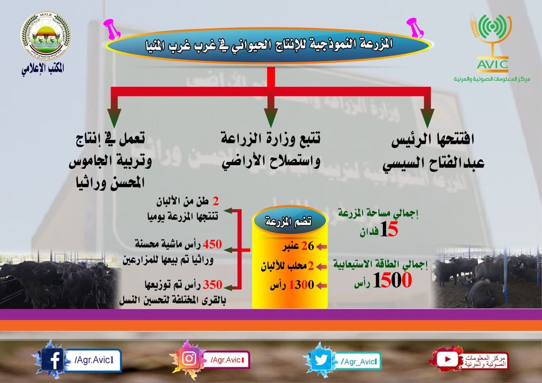 انفوجراف.. تعرف على المزرعة النموذجية للانتاج الحيواني بغرب غرب المنيا