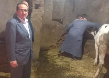 تحصين 44 ألفا و285 رأس ماشية في كفر الشيخ