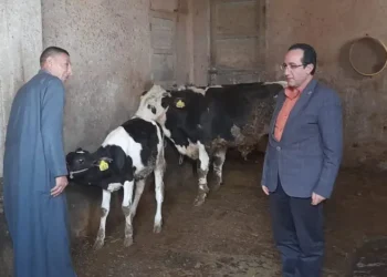تحصين 216 ألفا و678 من رؤوس الماشية خلال حملات بيطرية في كفر الشيخ