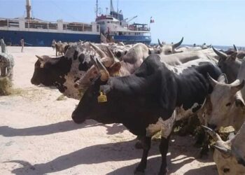 قادمة من جيبوتي.. ميناء سفاجا يستقبل 2335 رأس ماشية