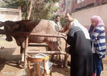 مديرية الطب البيطري بالمنوفية عمل الإرشاد عن خطورة مرض الحمى القلاعية 