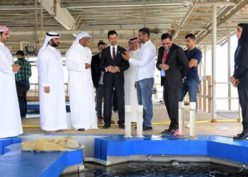 البحرين: إطلاق أكثر من 30 ألف سمك ميد و1000 سمك هامور كبير بمنطقة رأس حيان
