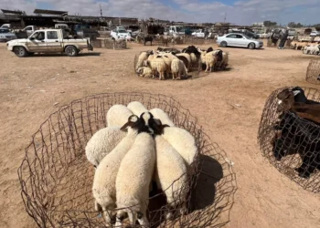 ليبيا.. ارتفاع في أسعار المواشي والإبل بسوق مصراته