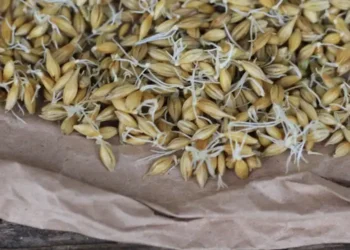 الزراعة: توفير تقاوي أعلاف عالية الإنتاجية والجودة للموسم الجديد