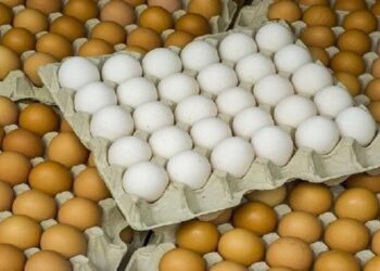 حصريًا لـ"قلم بيطري".. وصول الطائرة الخاصة ببيض المائدة وجاري الانتهاء من الإجراءات
