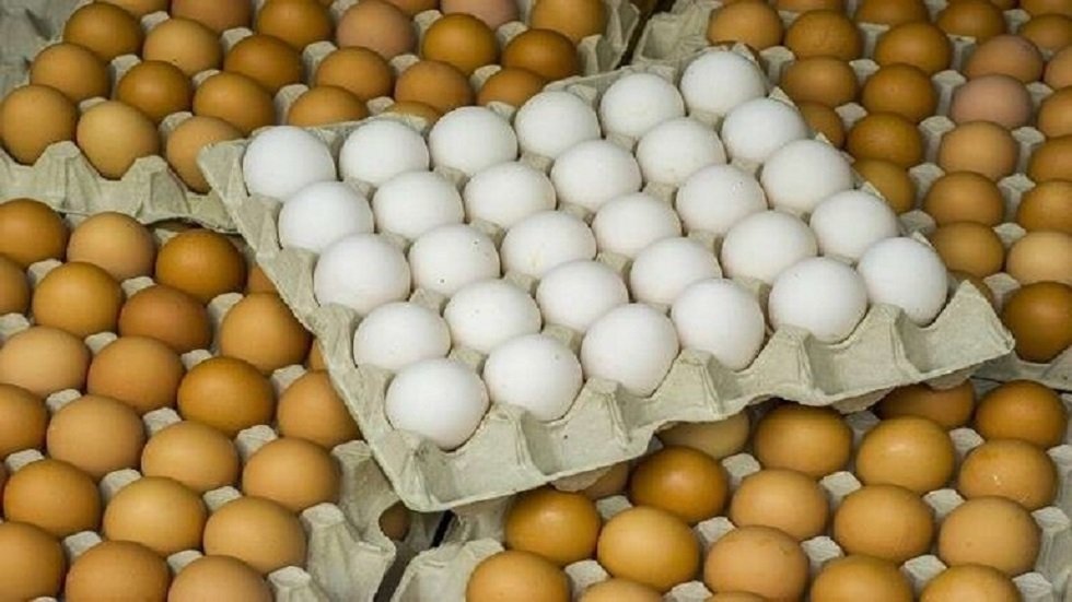 حصريًا لـ"قلم بيطري".. وصول الطائرة الخاصة ببيض المائدة وجاري الانتهاء من الإجراءات