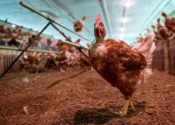 السيطرة على حريق نشب بمزرعة دواجن في الجيزة