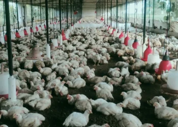 اندلاع حريق بإحدى مزارع الدواجن في المنيا
