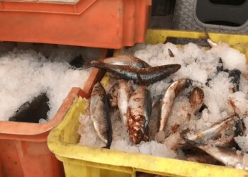 ضبط 12 طن أسماك مجمدة منتهية الصلاحية في البحيرة