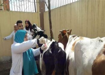 "البحوث الزراعية" تطلق قافلة بيطرية مجانية لعلاج الماشية في شمال سيناء