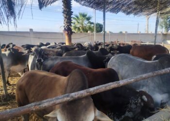 الزراعة: إعطاء أكثر من 5.4 مليون جرعة ضد الحمي القلاعية والوادي المتصدع