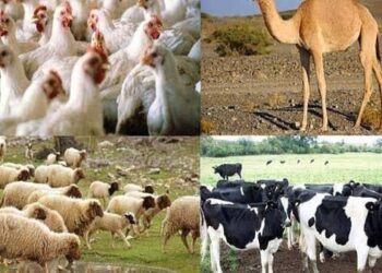 الزراعة تصدر توصياتها لمربي الثروة الحيوانية والداجنة حول كيفية التعامل مع الطقس غير الم