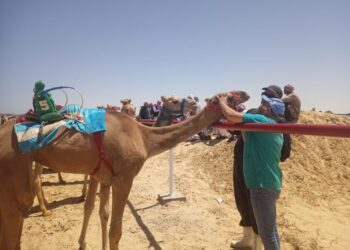الزراعة تختتم أعمال القافلة البيطرية المجانية بشمال سيناء