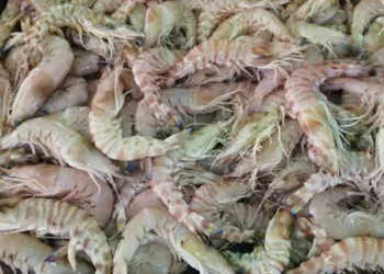 بيطرى القاهرة: ضبط 2.5 طن جمبرى منتهى الصلاحية
