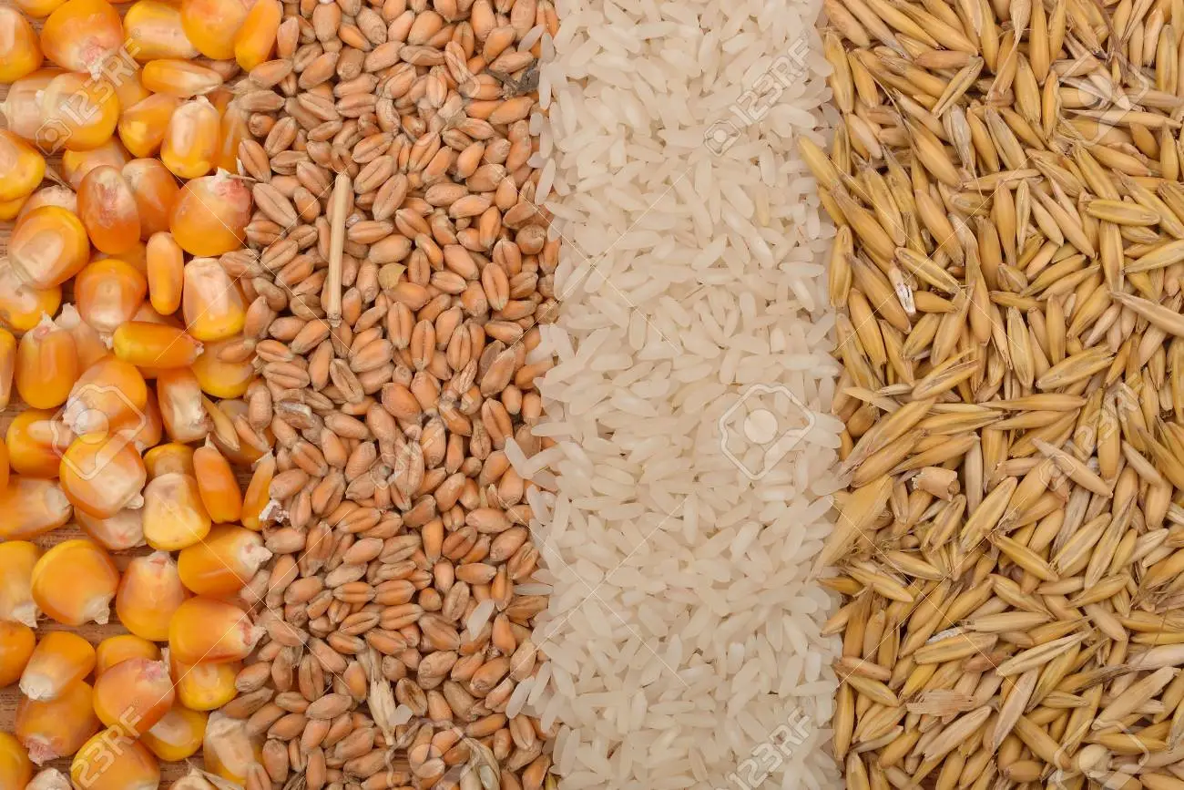 الحبوب الروسية