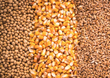 بينهم 47 ألف طن ذرة.. صادرات الحبوب الروسية تسجل 3.142 مليون طن في الأسابيع الثلاثة الأولي من أبريل
