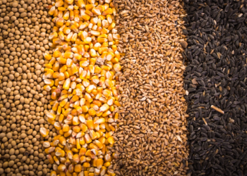 بلغاريا تبحث فرض حظر على واردات الحبوب الأوكرانية