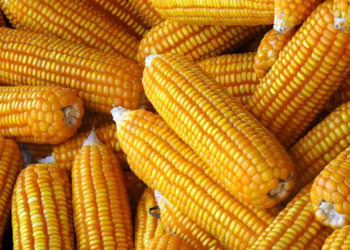 وزير التموين: استيراد 110 آلاف طن من الذرة الصفراء، مع بدء طرحها في بورصة السلع
