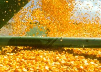 مجلس الحبوب الدولي يرفع توقعات بشأن محصول الذرة عالميًا بنحو 1.208 مليار طن