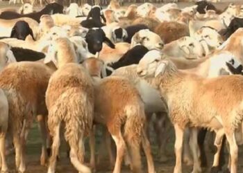 تونس: نسبة نفوق المواشي في زغوان نتيجة نقص الأعلاف لم تتجاوز 5%
