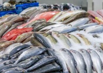 طرح أسماك طازجة للمواطنين بمنافذ الوحدات المحلية في الوادى الجديد