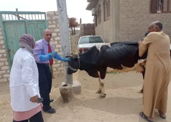الكشف على 2105 رؤوس ماشية وطيور خلال قافلة بيطرية علاجية بقنا