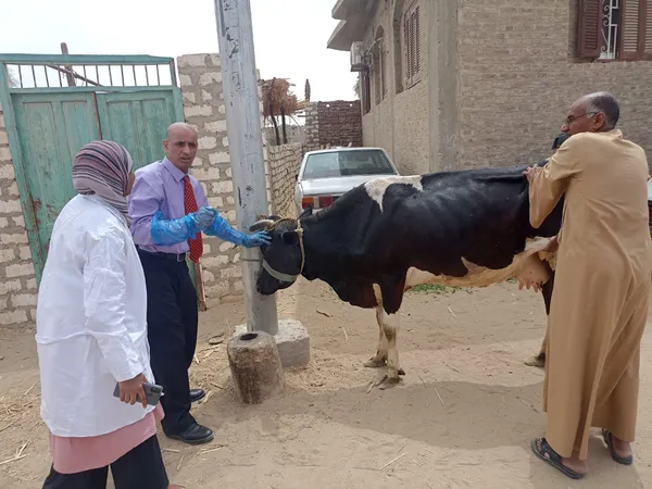 الكشف على 2105 رؤوس ماشية وطيور خلال قافلة بيطرية علاجية بقنا