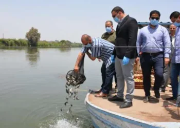 حماية وتنمية البحيرات تدعم محافظة الدقهلية بـ500 ألف ذريعة من أسماك البلطي