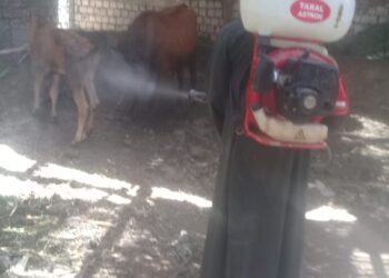 رش 980 رأس ماشية لمكافحة الطفيليات الخارجية خلال حملة بيطرية بالجيزة