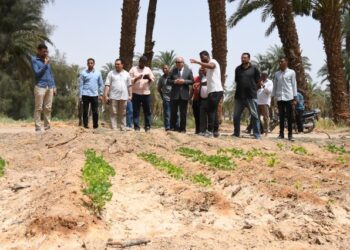زراعة 32 فدان بمحصول فول الصويا فى قنا ضمن مشروع استصلاح 1000 فدان