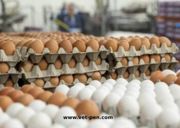بورصة البيض اليومية