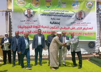 الزراعة: توزيع 120 كبش من سلالة الأغنام البرقي على مربي الثروة الحيوانية بمطروح