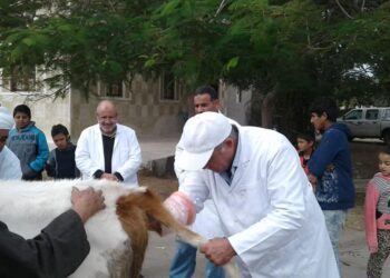 بيطري الإسماعيلية: التأمين على 462 رأس ماشية وصرف تعويضات لـ3 حالات