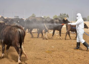 العراق| الزراعة تطلق فرق ميدانية لرصد إصابات الحمى النزفية ورش المواشي