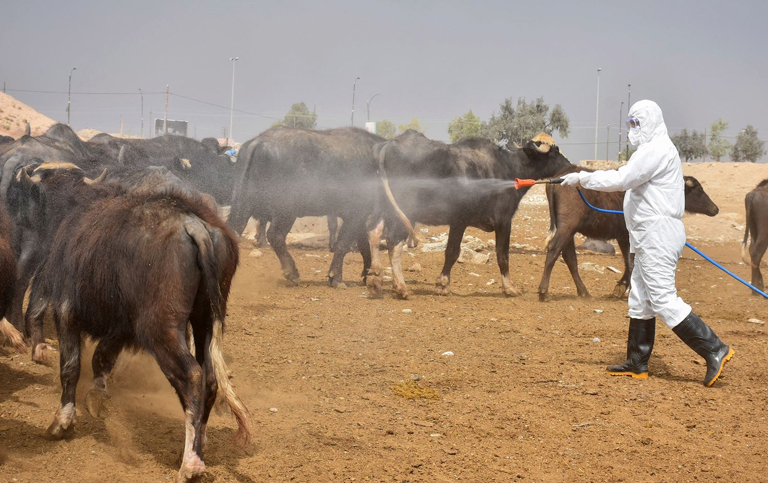 العراق| الزراعة تطلق فرق ميدانية لرصد إصابات الحمى النزفية ورش المواشي