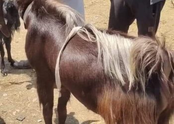 أغلى جدى بمصر.. كبش في سوق مواشى دمنهور يثير الجدل بسبب بيعه بـ18 ألف جنيه