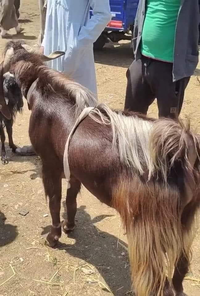 أغلى جدى بمصر.. كبش في سوق مواشى دمنهور يثير الجدل بسبب بيعه بـ18 ألف جنيه