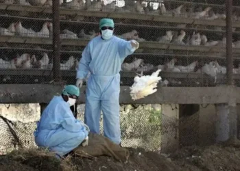 إنفلونزا الطيور