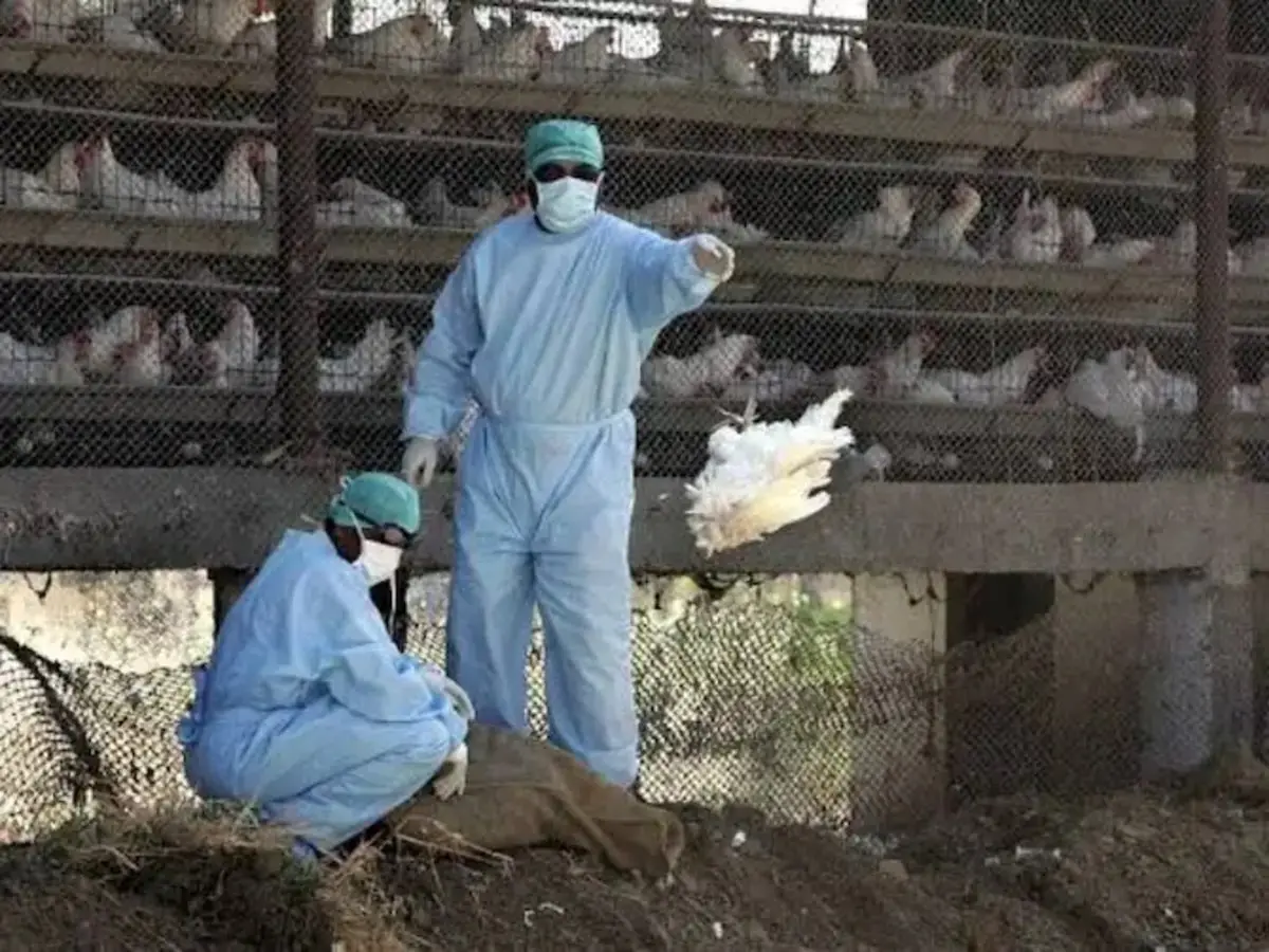 إنفلونزا الطيور